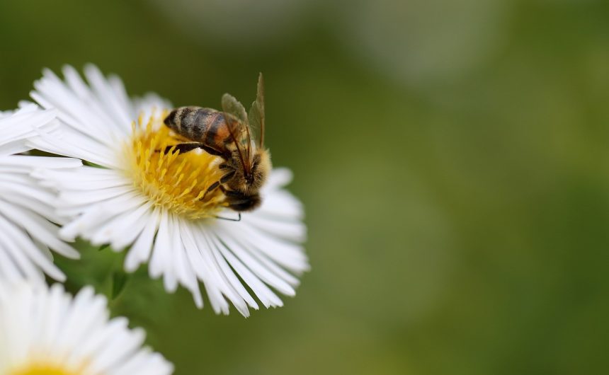 ape e fiore Per i giovani la sessualità è diventata una gara, non è più un momento di condivisione