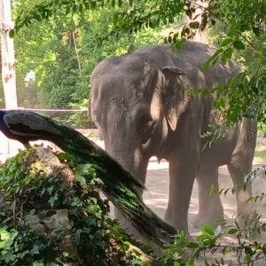Una giornata al Bioparco di Roma: quando la natura concorre al benessere