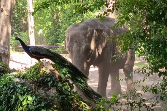 Una giornata al Bioparco di Roma: quando la natura concorre al benessere