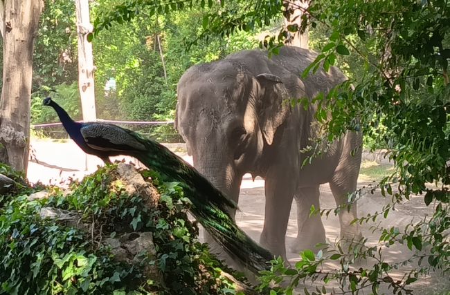 bioparco (1) Una giornata al Bioparco di Roma: quando la natura concorre al benessere
